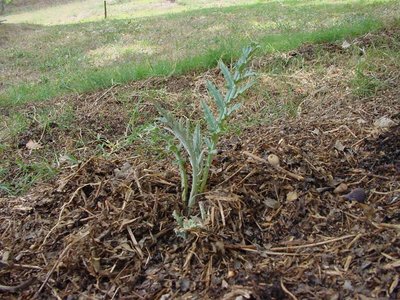 Carciofo-1.jpg (163.33 KiB) Osservato 689 volte Carciofo-1.jpg