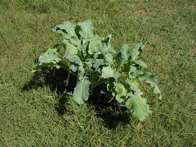 Broccolo-1.jpg (272.64 KiB) Osservato 629 volte Broccolo-1.jpg