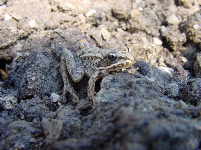 Rospo-2.jpg (105.01 KiB) Osservato 629 volte Rospo-2.jpg