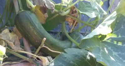 zucca1.jpg (20.17 KiB) Osservato 747 volte zucca1.jpg