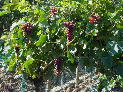 Uva-1.jpg (177.32 KiB) Osservato 738 volte Uva-1.jpg