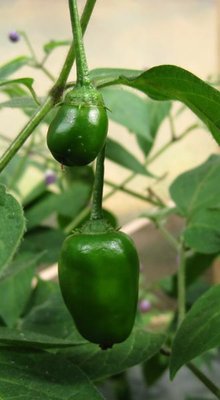 peperoncino_4.jpg (44.27 KiB) Osservato 841 volte peperoncino_4.jpg