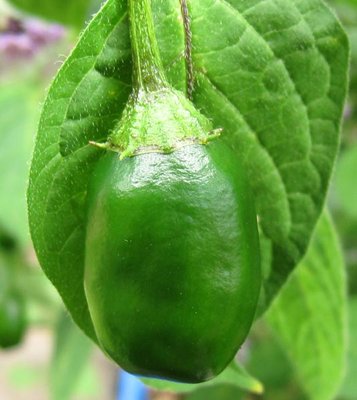 peperoncino_5.jpg (67.98 KiB) Osservato 841 volte peperoncino_5.jpg