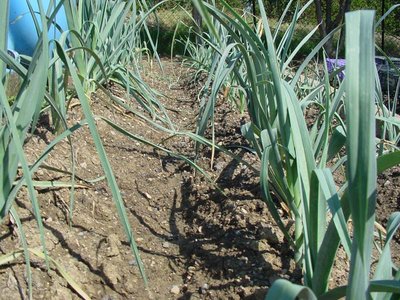 Porro-2.jpg (157.38 KiB) Osservato 757 volte Porro-2.jpg