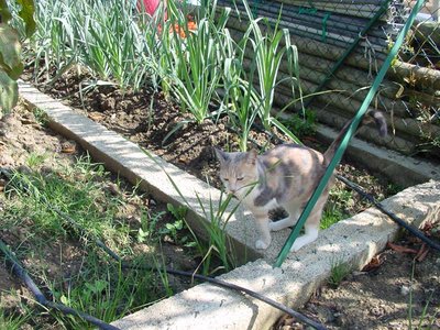 Porro-4.jpg (173.86 KiB) Osservato 757 volte Porro-4.jpg