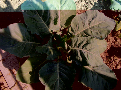 Cavolfiore-1.jpg (169.15 KiB) Osservato 906 volte Cavolfiore-1.jpg