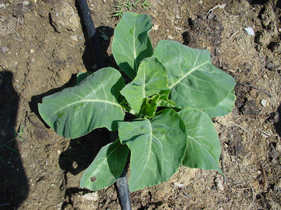 Cavolfiore-2.jpg (208.59 KiB) Osservato 906 volte Cavolfiore-2.jpg