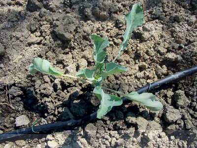 Cavolfiore-3.jpg (234.02 KiB) Osservato 906 volte Cavolfiore-3.jpg