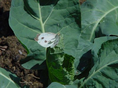 Cavolaia-1.jpg (67.99 KiB) Osservato 906 volte Cavolaia-1.jpg