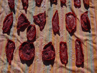 Pomodoro-5.jpg (196.66 KiB) Osservato 851 volte Pomodoro-5.jpg