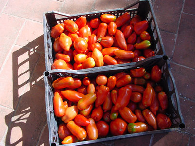 Pomodoro-6.jpg (157.22 KiB) Osservato 851 volte Pomodoro-6.jpg