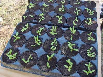 Coste-2.jpg (221.76 KiB) Osservato 757 volte Coste-2.jpg