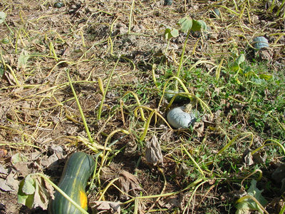 Zucca-1.jpg (303.22 KiB) Osservato 882 volte Zucca-1.jpg