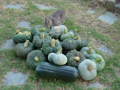 Zucca-2.jpg (118.08 KiB) Osservato 882 volte Zucca-2.jpg