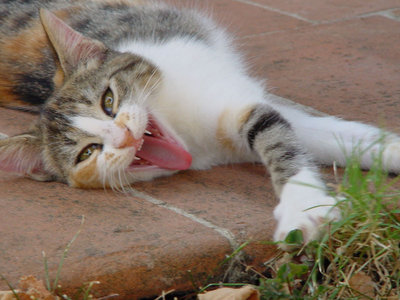 Frida-1.jpg (115.1 KiB) Osservato 857 volte Frida-1.jpg