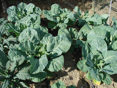 Cavolfiore-4.jpg (216.48 KiB) Osservato 858 volte Cavolfiore-4.jpg