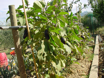 Melanzana-3.jpg (234.88 KiB) Osservato 858 volte Melanzana-3.jpg