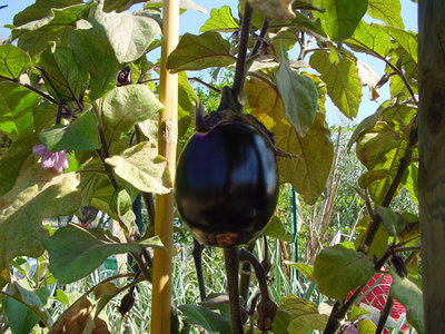 Melanzana-1.jpg (198.63 KiB) Osservato 858 volte Melanzana-1.jpg