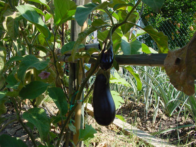 Melanzana-2.jpg (211.6 KiB) Osservato 858 volte Melanzana-2.jpg