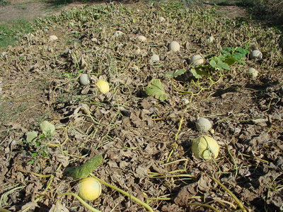Melone-1.jpg (292.63 KiB) Osservato 858 volte Melone-1.jpg