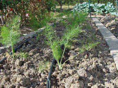 Finocchio-1.jpg (261.65 KiB) Osservato 858 volte Finocchio-1.jpg