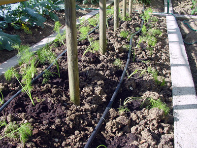 Finocchio-2.jpg (259.87 KiB) Osservato 858 volte Finocchio-2.jpg