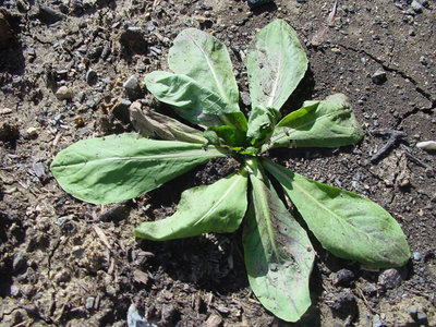 Radicchio-1.jpg (234.08 KiB) Osservato 858 volte Radicchio-1.jpg