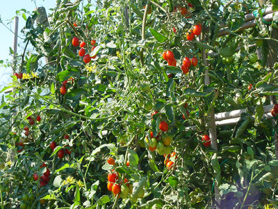 Pomodoro-1.jpg (266.68 KiB) Osservato 858 volte Pomodoro-1.jpg