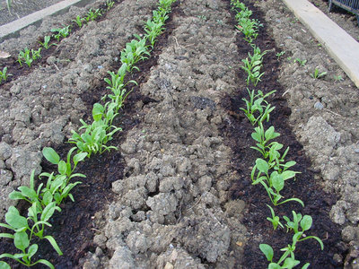 Spinacio-1.jpg (247.73 KiB) Osservato 858 volte Spinacio-1.jpg