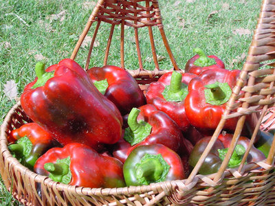 Peperone-4.jpg (208.54 KiB) Osservato 858 volte Peperone-4.jpg