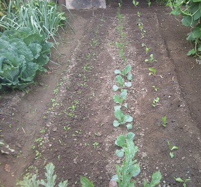 Verze, porri, radicchio, finocchi, spinaci, bietole / 15092013004.jpg 15092013004.jpg