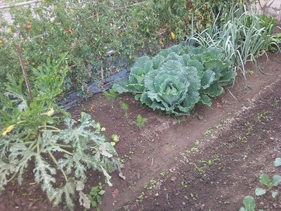 Zucchina, porri, lattuga, finocchi, verze / 15092013005.jpg 15092013005.jpg