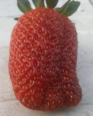 Ultima fragolona... / 21092013003.jpg 21092013003.jpg