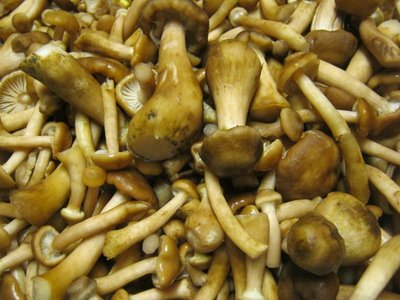 IMG_3415_800x600.jpg (89.59 KiB) Osservato 845 volte IMG_3415_800x600.jpg