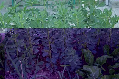 fava-erbette.jpg (46.73 KiB) Osservato 1164 volte fava-erbette.jpg