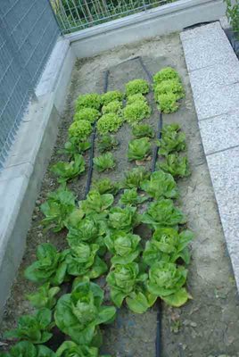 insalate.jpg (48.93 KiB) Osservato 1110 volte insalate.jpg