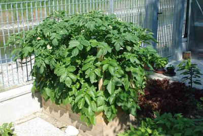 patate.jpg (62.68 KiB) Osservato 1110 volte patate.jpg