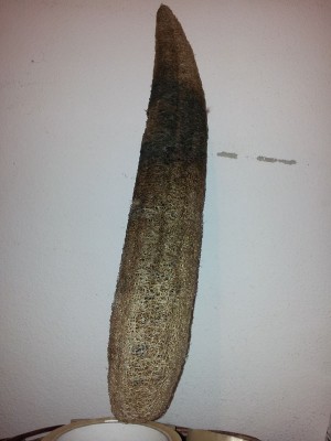 Una delle "spugne" che hanno prodotto / 20131214_114141.jpg 20131214_114141.jpg