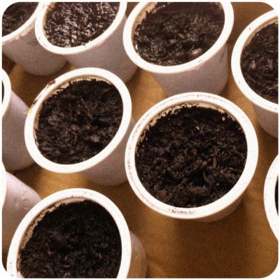 Piselli / image.jpg image.jpg