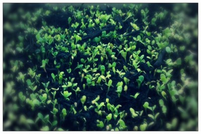 La misticanza da taglio / image.jpg image.jpg