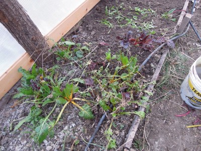 2DSCN8002.JPG (194.98 KiB) Osservato 1040 volte 2DSCN8002.JPG