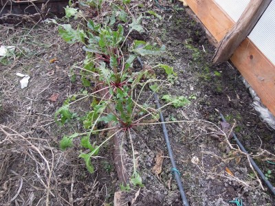 3DSCN8006.JPG (210.87 KiB) Osservato 1040 volte 3DSCN8006.JPG