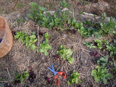 1DSCN7990.JPG (217.5 KiB) Osservato 1040 volte 1DSCN7990.JPG