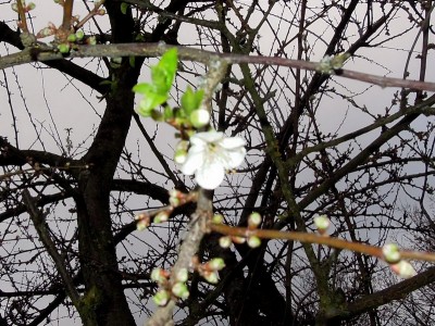 DSCN8061.JPG (186.64 KiB) Osservato 999 volte DSCN8061.JPG