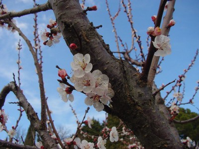 Albicocco-1.jpg (135.14 KiB) Osservato 755 volte Albicocco-1.jpg