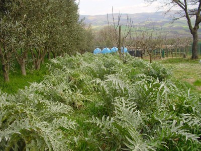 Carciofo-1.jpg (228.16 KiB) Osservato 755 volte Carciofo-1.jpg