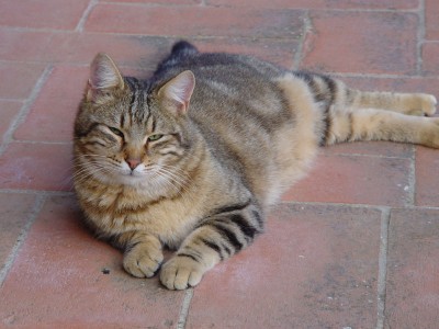 Ottavio-1.jpg (115.08 KiB) Osservato 755 volte Ottavio-1.jpg