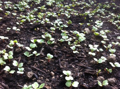 I ravanelli / 18_2014.jpg 18_2014.jpg