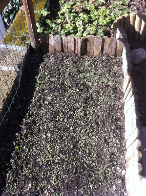 Lattughino da taglio / 19_2014.jpg 19_2014.jpg