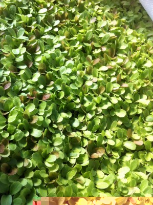 La misticanza in crescita / 21_2014.jpg 21_2014.jpg